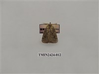 藏品(素刺蛾)的圖片